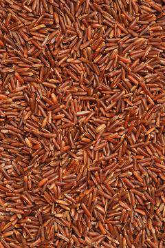 Wild Rice